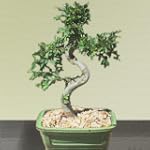 Chinese Elm