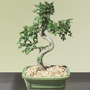 Floral Chinese Elm Bonsai Tree - Medium by Bonsai Boy