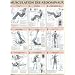 Musculation des abdominaux : Poster