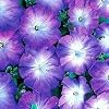 Merlin Blue Moon Petunia 10 Seeds - Annual