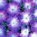 Merlin Blue Moon Petunia 10 Seeds - Annual