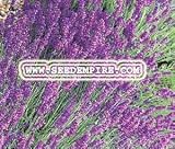 ENGLISH LAVENDER Lavandula Angustifolia --- 10 Herb Seeds