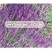 ENGLISH LAVENDER Lavandula Angustifolia --- 10 Herb Seeds