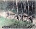 10x8 Photograph (25x20cm) Women in palanquins visiting the Mayasan (Moon Temple), Kobe, Japan. by Heritage-Images