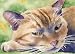 "Tabby Cat" Cat Art Print Signed by Artist DJ Rogers