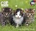 2013 Cat Fancy Year-In-A-Box Calendar