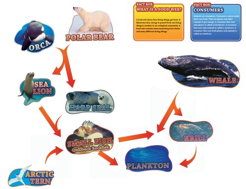 Building a Food Web Bulletin Board Set (Bulletin Board Sets Bulletin Board Sets)
