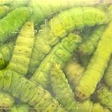 Magic Products Preserved Select Wax Worms Color: Chartreuse (5239C)