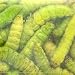 Magic Products Preserved Select Wax Worms Color: Chartreuse (5239C)