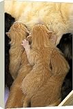 Box Canvas Print of Cat - ginger kittens suckling from Ardea