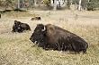 Bison in the Brush at Yellowstone National Park 16x20 Photographic Print by Carol M. Highsmith