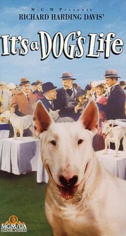 City Travel Guides Discounted  VHS : Its a Dogs Life