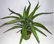 19" Artificial Aloe Plant