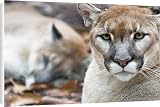 Canvas Prints of Cougar, mountain from Danita Delimont