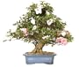 Brussel's Satsuki Azalea Specimen Bonsai
