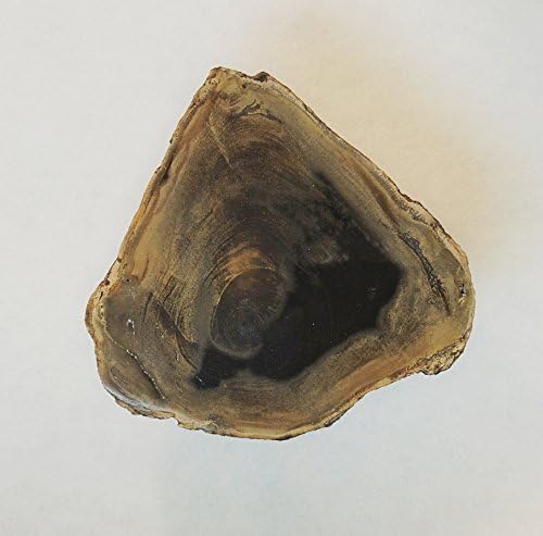 Dicot Petrified Wood 31 Million Years Old Little Butte Volcanic Formation Oregon 14