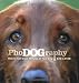 Phodography: How to get Great Pictures of your Dog