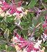 Harlequin Variegated Honeysuckle Vine - Lonicera