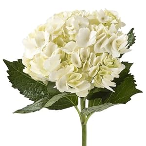 Wholesale Hydrangeas 10 White