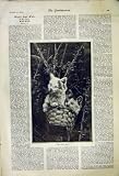 壁の Panton の 4 匹の子ネコのバスケットの物語 1892 の中では