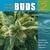The Big Book of Buds: v. 2: Marijuana Varieties from the World's Great Seed Breeders