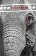 I, Elephant