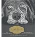 Old Dogs: Are the Best Dogs