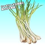 国華園　島ラッキョウ　500g