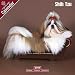 shih_tzu5shih tzu - Shih Tzu 2009 Wall Calendar