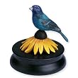 Indigo Bunting Backyard Songbird