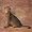 Abyssinian Cats 2007 Calendar