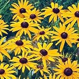 Black Eyed Susan
