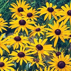 Black Eyed Susan