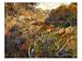 Algerian Landscape, the Gorge of the Femme Sauvage, 1881 Giclee Poster Print