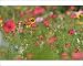 Photographic Prints of Summer flower mix - colourful summer flower mix of scarlet flax, tagetes, and from Ardea Wildlife Pets