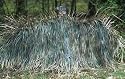 Avery Hunting Supplies RealGrass