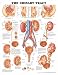 The The Urinary Tract Anatomical Chart