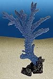 ACROPORA GRANDIS blau