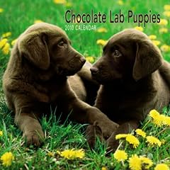 Labrador Retriever Puppies, Chocolate 2010 Mini Wall (Calendar)