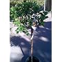 Our Very Best Meyer Lemon Tree Topiary Five Gallon
