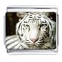 White Tiger Italian Charm