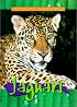 Jaguars (Animals of the Rain Forest)