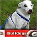 Georgia Bulldogs Red Dog Harness
