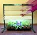 Bonsai Boy's Green Thumb<br>27