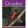 Cicadas (Insects)