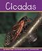 Cicadas (Insects)