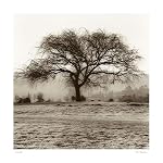 willow tree