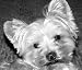 THINK LIKE A DOG: NUGGETS, QUIPS and QUOTES HONORING MAN'S BEST FRIEND