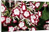 Canvas Prints of Streptocarpus Roulette Cherry from Ros Drinkwater