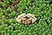 Top Collection Enchanted Story Garden Rabbits Kissing on Walnut Outdoor Decor